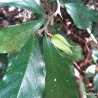 Streblus taxoides (B.Heyne) Kurz